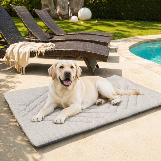 Dog lying on a mat by a pool with lounge chairs and pool toys in the background

